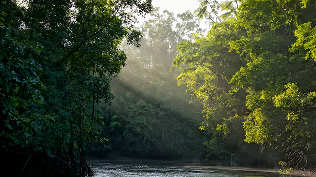 Forest Ecosystems