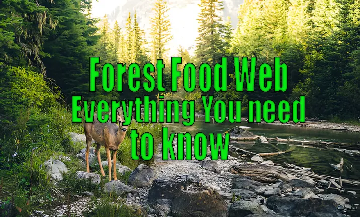 Forest Food Web: Unveil the Marvelous Secrets of Nature