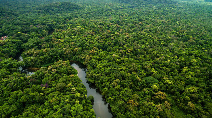 "Aerial view of a dense, lush green rainforest with a winding river cutting through the forest canopy, illustrating the vast and thriving ecosystem."