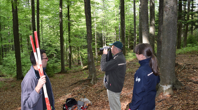 "Three people conducting a forest survey. One person holds red and white measuring rods, another uses binoculars to observe, and a third person stands nearby, all within a lush, green forest.