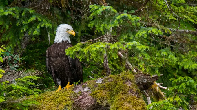 "An American Bald Eagle perched on a moss-covered log in a lush, green forest, surrounded by dense evergreen foliage."