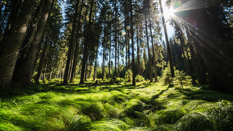 A sunlit forest scene with tall trees casting long shadows on a lush, green forest floor.