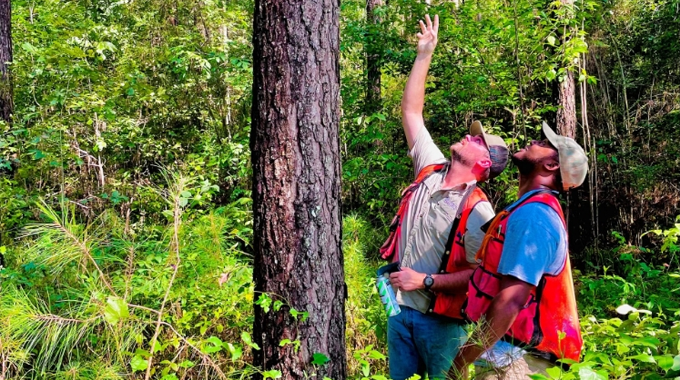 Two forest management professionals, wearing safety vests and caps, stand in a lush green forest examining a tall tree. 