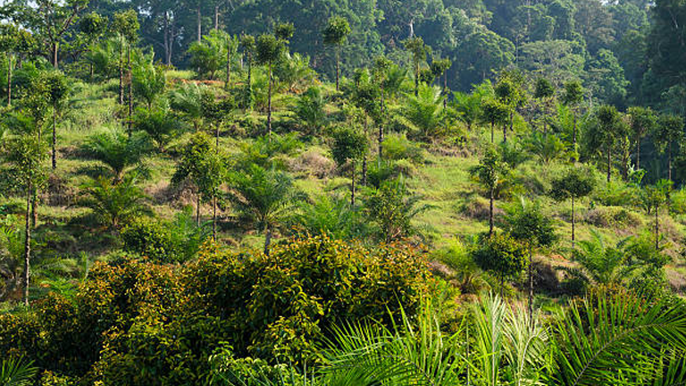 Forest Management in Tropical Regions