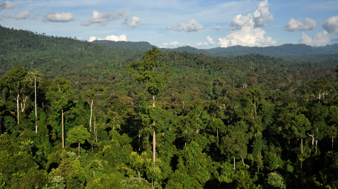 A panoramic view of a lush tropical forest with dense green foliage stretching into the distance. Tall trees tower over the canopy, with a variety of tree species visible.