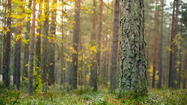 Forestry Business 