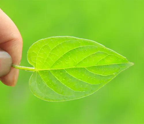 Fresh Green Leaves