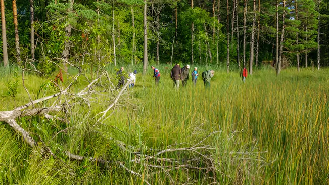 Habitat Restoration