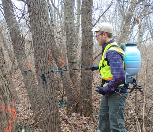 "A forest worker wearing a safety vest and backpack sprayer applies herbicide to trees marked with paint in a wooded area to control invasive species."
