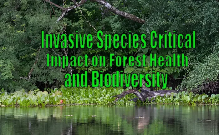 Invasive Species: Critical Impact on Forest Health and Biodiversity