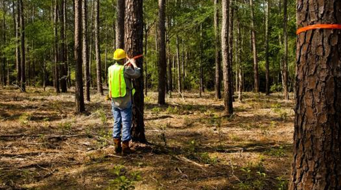 A forestry worker in a high-visibility vest and hard hat marks a tree with orange tape in a forest.