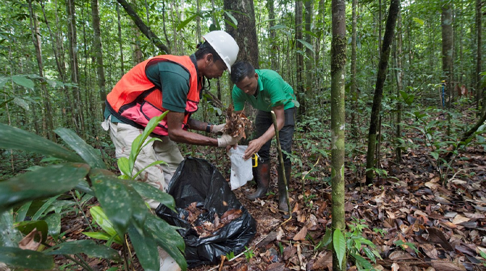 Two forest workers, one wearing a hard hat and safety vest, collect and bag organic debris in a dense, tropical forest as part of habitat management and conservation efforts.