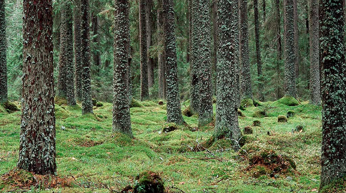 A serene forest scene featuring tall trees with lichen-covered trunks and a forest floor blanketed in vibrant green moss. 