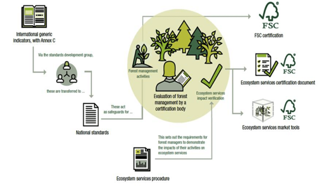 A diagram illustrating the process of forest management certification by the Forest Stewardship Council (FSC). 