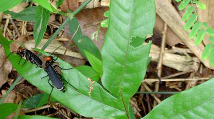 Two black beetles with orange markings on their heads are crawling on a green leaf in a forested area. 