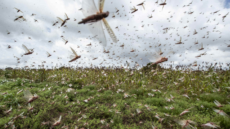 A swarm of locusts flies over a green field, covering the sky and ground.