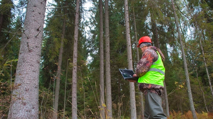 A forestry worker wearing a neon green safety vest and a red hard hat is standing in a forest, using a laptop for data collection or analysis.