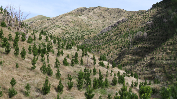 "Expansive hillside landscape with young pine trees planted in rows, demonstrating reforestation efforts, against a backdrop of rolling hills and clear blue sky."