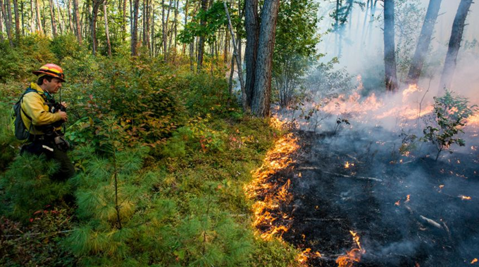 A firefighter in protective gear monitors a controlled burn in a forest, with flames and smoke visible in the background, to manage forest health and reduce the risk of wildfires.