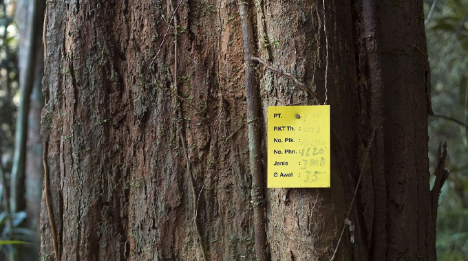 A close-up view of a tree trunk with a yellow tag containing handwritten information attached to it, likely used for logging or forest management purposes in a forested area.