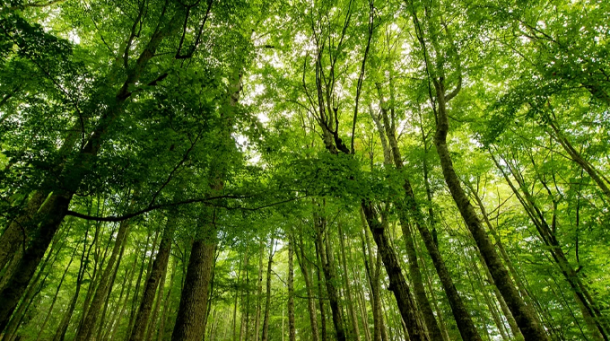 A lush forest scene with tall, slender trees and a dense canopy of green leaves. Sunlight filters through the leaves, creating a vibrant and serene atmosphere in the understory.