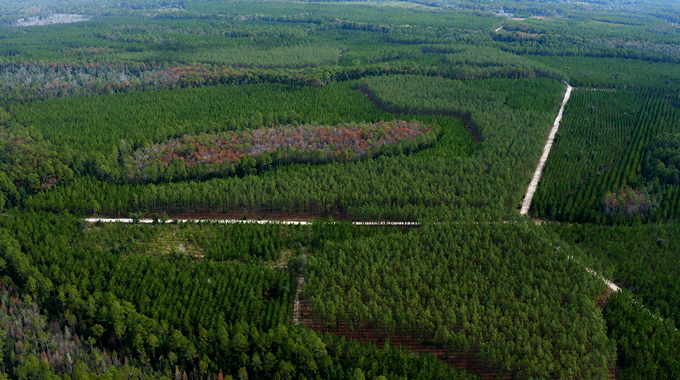 "Aerial view of a vast forest landscape with neatly arranged sections of trees, intersected by dirt roads, showcasing different stages of forest growth and management."