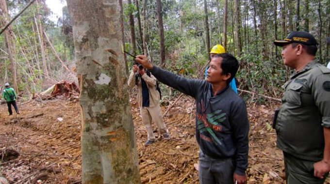 Forestry workers in a forested area, with one worker pointing at a tree while others observe. 