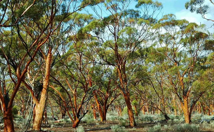 Dense forest with healthy trees, showcasing successful conservation efforts.