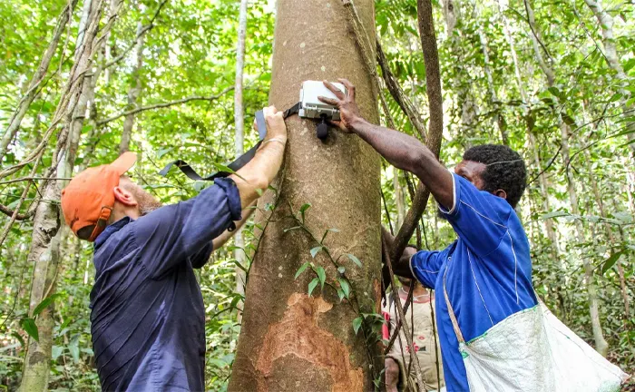 Two men installing a monitoring device on a tree in a forest conservation effort.