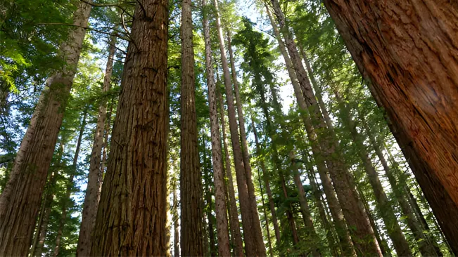 Redwood forest in Rotorua