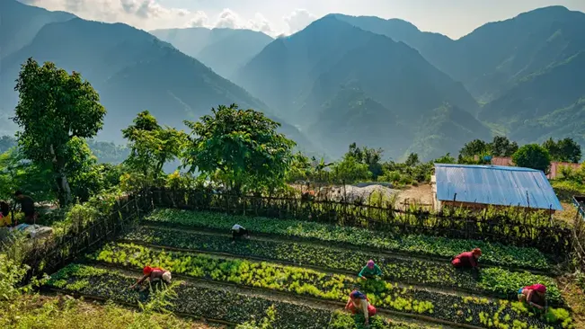 Reforestation campaign in Nepal