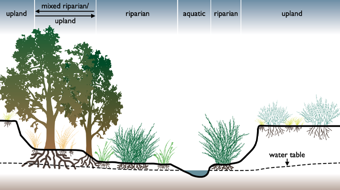 "Diagram showing different ecological zones in a landscape: upland, mixed riparian/upland, riparian, aquatic, and riparian zones, highlighting the water table and various vegetation types in each zone, including trees, shrubs, and grasses."
