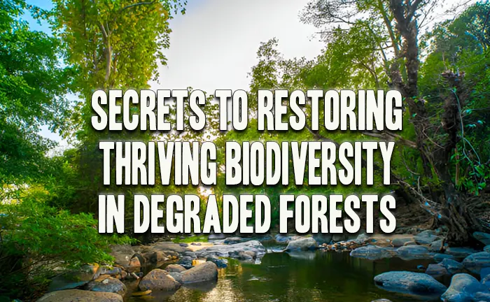 Secrets to Restoring Biodiversity in Degraded Forests