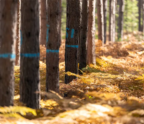 Selecting pine wood to logging