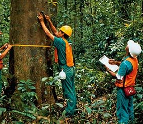 Forestry workers in safety gear measuring the circumference of a tree in a dense forest, demonstrating sustainable forestry practices and data collection.