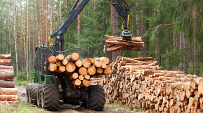 "Heavy forestry machinery loading freshly cut logs onto a large pile in a dense forest, illustrating the process of timber harvesting."