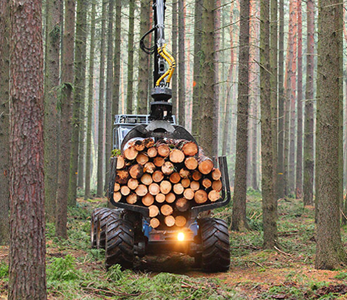 A forestry machine equipped with large tires and a claw-like attachment is carrying a load of freshly cut logs through a dense forest. 