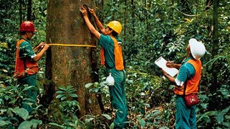 The image shows three forestry workers in a tropical forest, all wearing safety helmets and orange vests. Two workers are using a measuring tape to measure the circumference of a large tree trunk. 