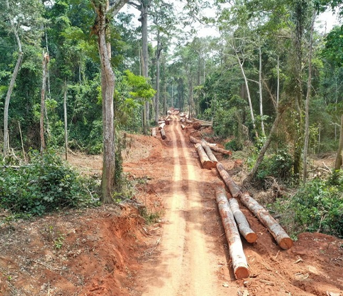 A dirt road cutting through a forest with felled logs lying along its sides, indicating logging activity amidst the green, dense foliage.