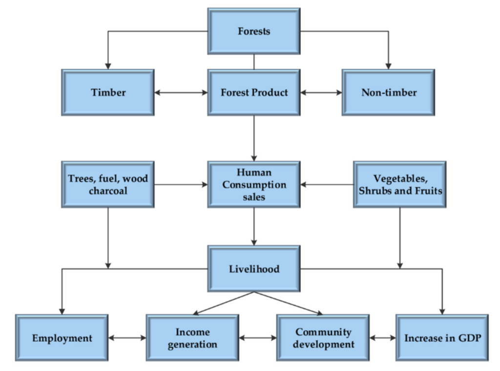  flowchart illustrating the economic contributions of forests. The chart starts with 'Forests' at the top, branching into 'Timber' and 'Non-timber' forest products. 