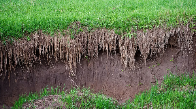 "Close-up view of soil erosion with exposed roots in a grassy area, showing the effects of erosion on soil stability and plant growth."