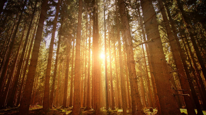 Sunlight filtering through a dense forest of tall, straight trees, casting a warm, golden glow on the forest floor.
