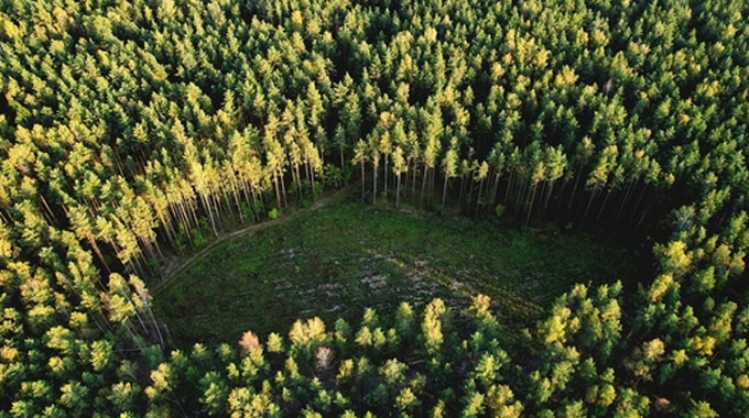 An aerial view of a dense forest with a small, clear circular patch of open ground in the center. The trees, predominantly conifers, form a thick, green canopy, with sunlight casting dappled shadows on the forest floor.