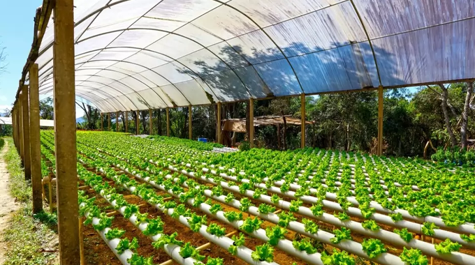 "Indoor hydroponic greenhouse with rows of vibrant green lettuce plants growing in white PVC pipes under a clear plastic canopy, surrounded by a natural outdoor environment."