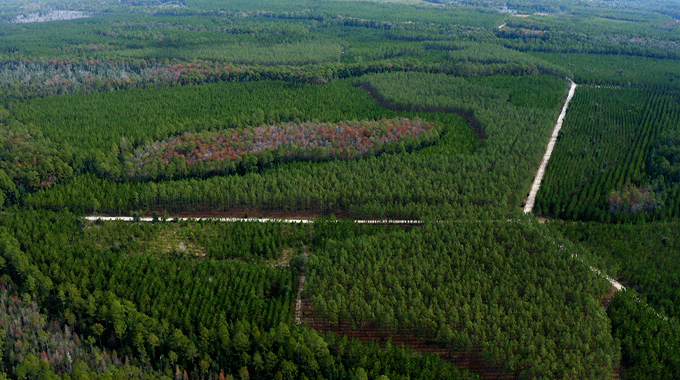 Aerial view of a managed forest showcasing a patchwork of different tree sections, separated by access roads.