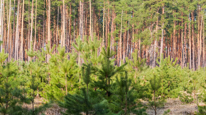 A vibrant forest scene featuring a mix of young and mature trees. In the foreground, young pine saplings display fresh, green foliage, while the background reveals tall, mature trees with slender trunks and a canopy of green. 