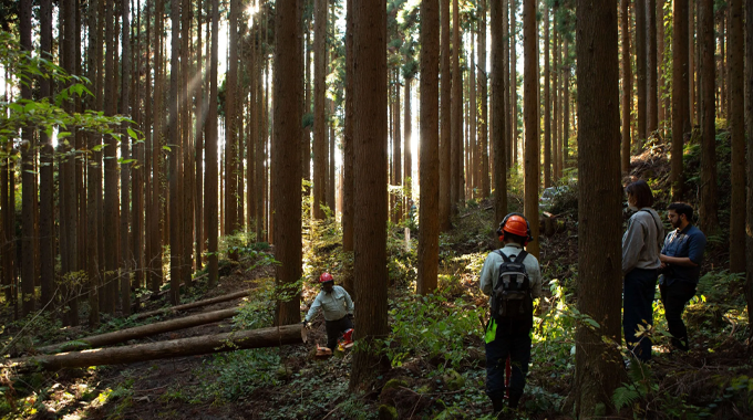 "Forestry workers in protective gear standing and working among tall, straight trees in a sunlit forest, with sunlight streaming through the canopy."