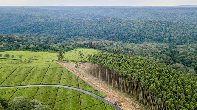 Aerial view of a landscape showcasing the contrast between managed agricultural fields and a dense forest. On one side, neatly divided plots of green farmland are visible, while on the other, a thick, lush forest stretches into the distance.