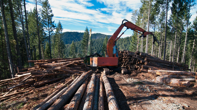 A logging site in a forest, featuring a heavy machinery with a mechanical arm used for loading logs. 