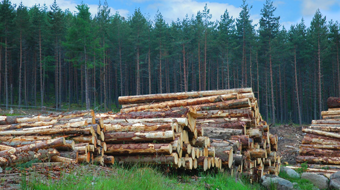 Logs piled up in the foreground with a dense forest of tall trees in the background, illustrating the contrast between logging activities and untouched forest areas.